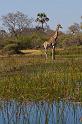 096 Okavango Delta, giraf